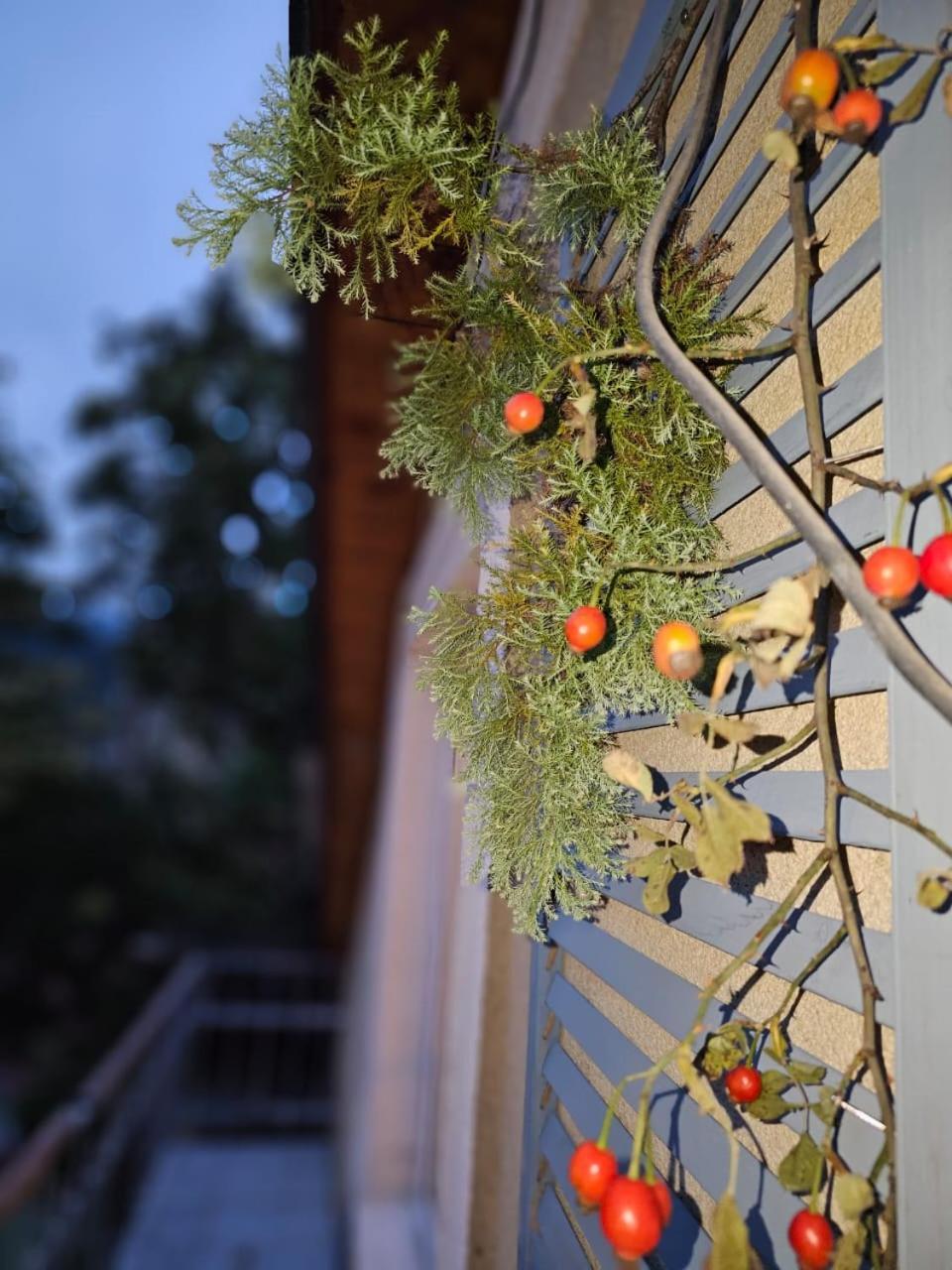 Guest House Likani 2017 Borjomi Δωμάτιο φωτογραφία